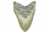 Serrated, Fossil Megalodon Tooth - North Carolina #371656-1